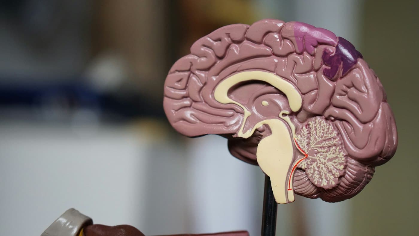 Darstellung eines Gehirns. Symbolfoto zur Neurologie, kein Befund.
